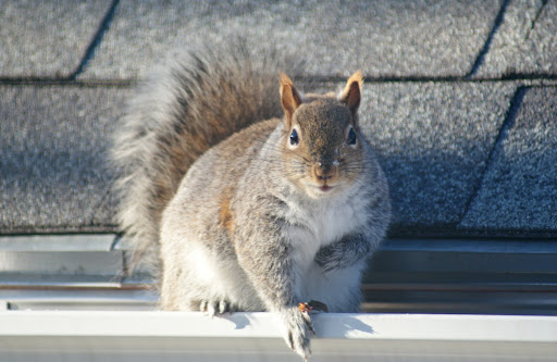 Squirrel On Roof top