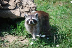 Picking the Right Raccoon Removal Services