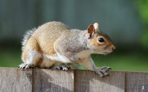 squirrel invasion Denver